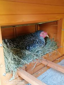 MyAnimal Hühnerstall MH-04 | Für 3-4 Hühner - Hühnerhaus - Nistkasten - Eiablage - Freilaufgehege - Wasserabweisendes Dach - Kleintierstall (Braun) Kunden-Foto 5
