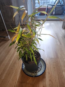 Fargesia robusta 'Campbell' doniczka C10-10 litrów - Wysoki bambus żywopłotowy - Bambus Zebra Zdjęcie produktu od klienta nr 1