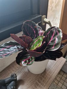 Calathea roseopicta 'Dottie' 'M' - Snadno udržovatelná pokojová rostlina s růžovým vzorem listů, ideální do obývacích pokojů Fotografie od zákazníka č. 1
