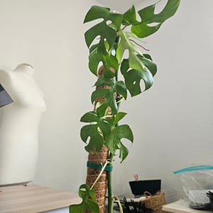 Rhaphidophora Tetrasperma Variegata, 60–80 cm – Pestrá miniatúrna Monstera Ginny, izbová rastlina s pestrými listami, popínavá rastlina Fotografia od zákazníka č. 5