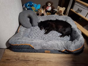 Orthopädisches Premium Hundebett mit Egg Foam, Hundesofa, Hundekissen, waschbar, flauschig, Bezug abnehmbar, waschbar, 71 x 58 x 17 cm, dunkelgrau (L) Kunden-Foto 10