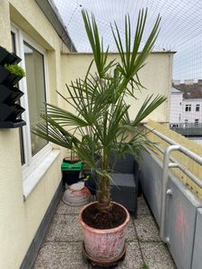 Trachycarpus fortunei Hanfpalme 140-160 cm Höhe Freilandzucht. Frosthart bis -18 Kunden-Foto 3