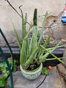 Pianta di aloe vera XXL, 5 anni, 60-70 cm – Grande succulenta, facile da curare, ideale per la cura della pelle e come decorazione Foto del cliente 3