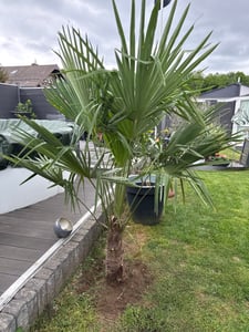 XXL Palme Stammhöhe 40-50 cm winterhart 160-180 cm Trachycarpus fortunei, Hanfpalme, Kunden-Foto 55