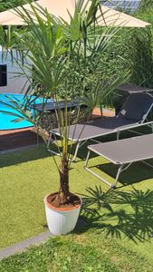 XXL winterharte Palme Hanfpalme 160-220 cm -18 °C Trachycarpus Fortunei Kunden-Foto 1