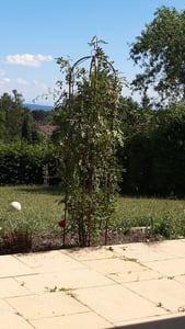 TTL GARDEN Rankhilfe Obelisk XL 195x40cm braun 4er Set – Rankgitter Metall Kunden-Foto 1