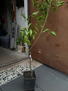 Mandarines tardives de Ciaculli (Citrus reticulata) 120-150 cm - Douceur sicilienne pour votre jardin - Parfaites pour les fruits frais et les plantes ornementales Photo du client 1