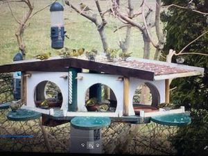 20 kg Lyra Pet® Sonnenblumenkerne geschält BRUCH HK Bulgarien 