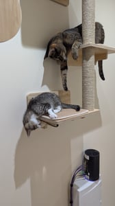 COSTWAY 6 PCS parete di arrampicata per gatti, tiragraffi con piattaforme, ciotola, casa per gatti, amaca, 2 tiragraffi e palla, albero a muro per gatti, mobili per gatti natura Foto del cliente 2
