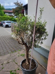 XXL olivovník, věk 25–30 let, odrůda Olea Europaea, vysoký kmen, výška 160–200 cm, tvarovaný keř, obvod kmene cca 20 cm. Středozemní olivovník Fotografie od zákazníka č. 16