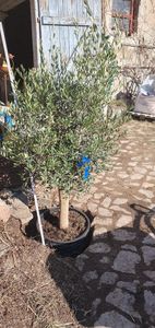 Olivenbaum Olive "20 Jahre" beste Qualität, Stammumfang 20 - 30 cm, winterhart, Olea Europaea Kunden-Foto 9