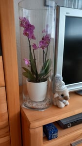 Mica Decorations Carly Vase - H55 x Ø19 cm - Zylinder - Transparent Kunden-Foto 1