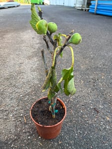 Ficus carica (vijgenboom) 'Ronde de Bordeaux', 70–100 cm. Winterharde vijgenboom, produceert zoete vijgen. Mediterrane plant, geschikt voor tuin, balkon of terras Klantenfoto 3