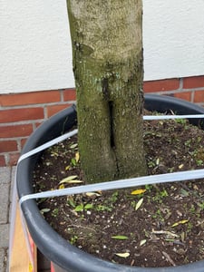 Olivenbaum Olive "20 Jahre" beste Qualität, Stammumfang 20 - 30 cm, winterhart, Olea Europaea Kunden-Foto 24