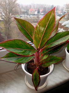BALDUR Garten 3er Mix Zimmerpflanzen 'Fresh Air', Pflanzen im 12 cm-Topf, 1x Dieffenbachie, 1x Dracena Drachenbaum und 1x Chamaedorea Palme, Grünpflanzen, mehrjährig - frostfrei halten Kunden-Foto 1