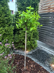 Hydrangea‘Limelight’ Stämmchen 130–140 cm – Rispenhortensie Hochstamm, winterhart, Hortensie - große grüne bis weiße Blüten Kunden-Foto 1