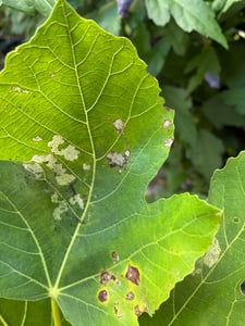 Ficus carica ‘Blanca Gota de Miel’ – 70–100 cm Fico d'India, resistente al freddo e ideale per vasi e giardini Foto del cliente 1