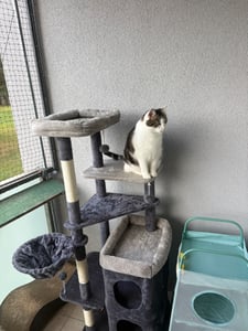 Feandrea Kratzbaum, 152 cm, mehrstöckiger Katzenbaum mit 2 großen Höhlen, 3 Kratzstämmen, leicht zu reinigen, dunkelgrau Kunden-Foto 2