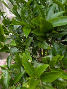 Citrus Yuzu 130 - 150 cm, Zitronenbaum Zitrone, japanische Zitrone, winterhart Kunden-Foto 3