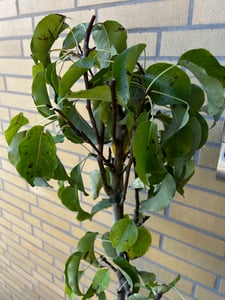 Pyrus Communis 'Conference' Birnbaum, 5 litres Topf Photo du client 1