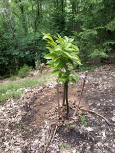 Esskastanie Castanea sativa 180 cm  Kastanie Kastanienbaum Pflanze winterhart Kunden-Foto 2