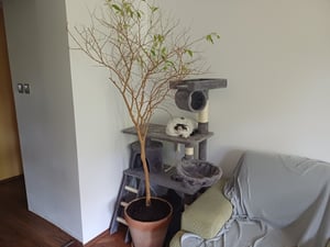 tectake® Kratzbaum Marcel 141 cm inklusive Treppe, Spielkordel und Kippschutz Kunden-Foto 2