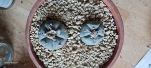 Lophophora williamsii – Peyote – Peyote-Kaktus – in Blüte, 8,5-cm-Topf Kunden-Foto 4