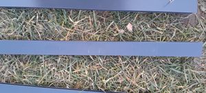 BRAST Gewächshaus Aluminium mit Fundament | 190x190x195cm | 6mm Hohlkammerplatten | rostfrei wetterfest temperaturbeständig | Grün Kunden-Foto 3