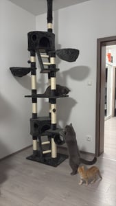 tectake® Kratzbaum Hansi 243 bis 260 cm inklusive 2 Treppen, 2 Spielbällen, Deckenspanner und Kippschutz Kunden-Foto 4