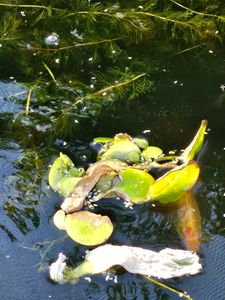 3 Portionen Büschelfarn a' 10 Stück (Salvinia auriculata) Kunden-Foto 1