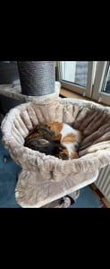 HAPPYPET Premium Kratzbaum Grosse Katzen Stabil 'Freddy' – 150 cm Großer Katzenbaum, Kletterbaum für Maine Coon, Natursisal, 20 cm Dicke Stämme - Grau Kunden-Foto 6