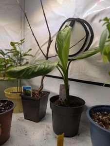 BALDUR Garten 1x Rosa Zwerg-Banane, Pflanze im 12 cm-Topf, Musa velutina, Keniabanane, exotische Bananen-Rarität, mehrjährig - frostfrei halten, Bananen-Früchte essbar Kunden-Foto 1