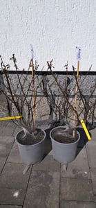 BALDUR Garten 1x Mandelbaum, Pflanze im 2 Liter-Topf, Prunus triloba, Zierstrauch, winterhart, blühend - gefüllte, rosa Blüten, mehrjährig, Rosengewächs Kunden-Foto 1