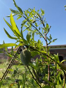 Prunus dulcis 'Texas', mandorlo, vaso da 5 litri Foto del cliente 1