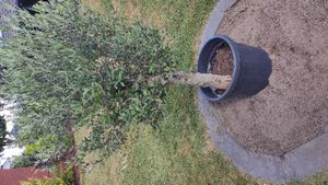 Olivenbaum Olive "20 Jahre" beste Qualität, Stammumfang 20 - 30 cm, winterhart, Olea Europaea Kunden-Foto 12