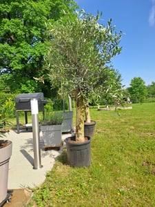 Sunny Tree - Olivenbaum - Olea Europaea in Strauchform - Höhe ca. 80-100 cm inkl. Topf. -  Winterhart bis -18 - Immergrün Kunden-Foto 14