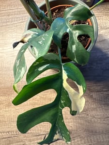 Monstera Deliciosa Variegata, wysokość 40-50 cm | Rzadka, pstrokatowa roślina doniczkowa | Rzadkość | Egzotyczna roślina z rodziny aroniowatych Zdjęcie produktu od klienta nr 1