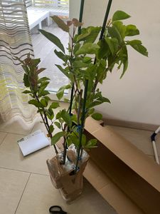 Set mit 3 Obstbäumen – 1 Apfel, 1 Birne, 1 Kirsche – Höhe +100 cm – 5-Liter-Topf – Mischung A Kunden-Foto 13