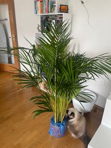 Goldfruchtpalme 130-150 cm + Übertopf Ingmar Arecapalme  Chrysalidocarpus lutescens Tropische Palme - Luftreinigend - Frisch aus der Gärtnerei Kunden-Foto 2
