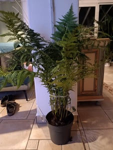 Baumfarn ca.120 cm Dicksonia antarktica - Ein Relikt aus der Urzeit Kunden-Foto 5
