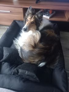 Letto grande per cani 100x75 CM Cuscino per cani Divano per cani e gatti EDANTI Foto del cliente 1