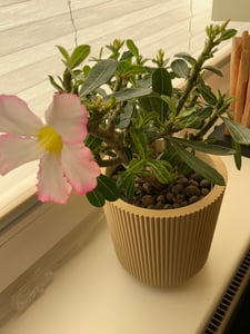 Adenium obesum Rosa- Wüstenrose - Topf 10,5cm - Höhe 25-40cm Zimmerpflanzen Kunden-Foto 3