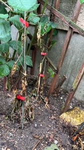 Set mit 4 Kiwibeeren – Actinidia arguta „Issai“ – Kiwibeere – Höhe 25 cm – 9 cm Topf Kunden-Foto 3