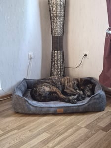 Hundekorb Orthopädisches Premium Hundebett, flauschig weich, abnehmbar/waschbar Cord, wärmender Cord Bezug / herausnehmbare Innenmatratze Kunden-Foto 2