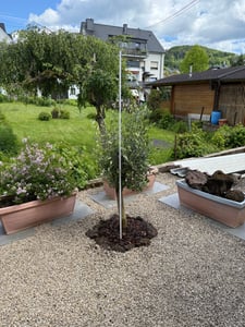 Olivenbaum Olive "Angebot" 150 - 180 cm, beste Qualität, winterhart, Olea Europaea Kunden-Foto 59