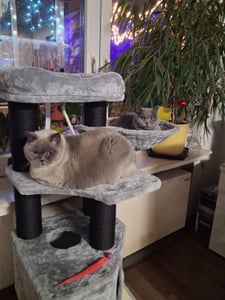 FEANDREA Kratzbaum 186 cm, Katzenbaum für große katzen, 13 dicken Säulen (11 cm d), stabil, Kippschutz, Tintenschwarz Kunden-Foto 9