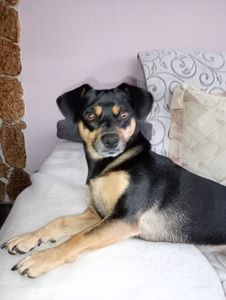 Hundespielzeug Intelligenz RAGI Große Kleine Hunde Welpen Beschäftigung Interaktiv Anti Schling Napf Denkspiel Leckerli Training Suche Rosa Kunden-Foto 1