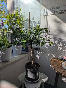 Citrus Yuzu 130 - 150 cm, Zitronenbaum Zitrone, japanische Zitrone, winterhart Kunden-Foto 1