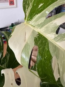 Monstera Deliciosa Variegata, wysokość 40-50 cm | Rzadka, pstrokatowa roślina doniczkowa | Rzadkość | Egzotyczna roślina z rodziny aroniowatych Zdjęcie produktu od klienta nr 15
