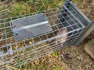 Petigi Tierfalle Lebendfalle für kleine bis mittelgroße Tiere wie Maus, Katze, Marder, Fuchs, Otter, Kaninchen, Modell: , Größe / Modell:Stable 7 (80 x 26 x 26 cm) Kunden-Foto 1
